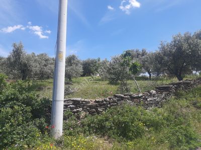 Arsa-Konut İmarlı