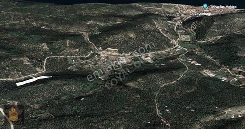 Arsa-Zeytinlik