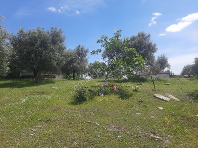 Arsa-Konut İmarlı