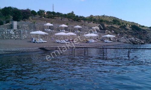 Arsa-Zeytinlik