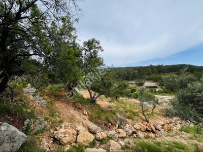 Arsa-Bağ & Bahçe