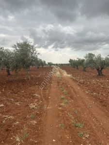 Arsa-Zeytinlik