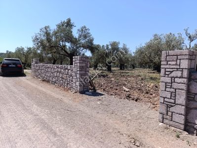 Arsa-Zeytinlik