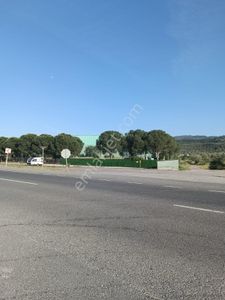 Arsa-Zeytinlik