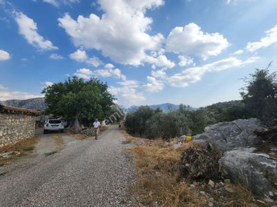 Arsa-Zeytinlik