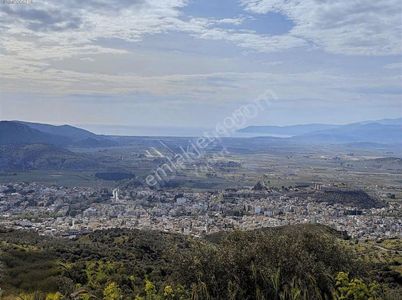 Arsa-Zeytinlik