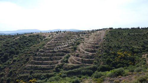 Arsa-Zeytinlik