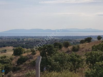 Arsa-Zeytinlik