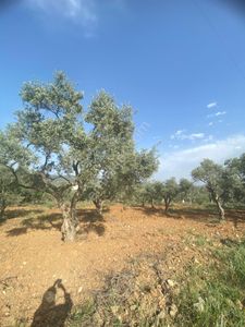 Arsa-Zeytinlik
