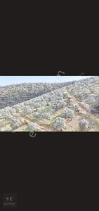 Arsa-Zeytinlik