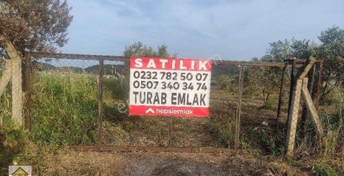 Arsa-Zeytinlik