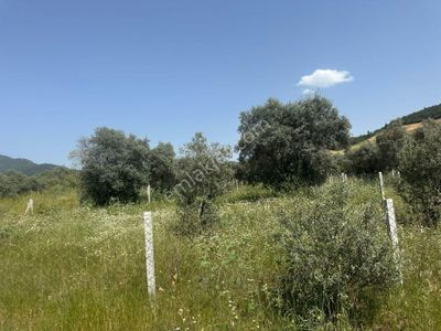 Arsa-Tarla