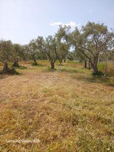 Arsa-Zeytinlik