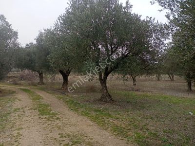Arsa-Bağ & Bahçe