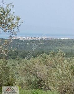 Arsa-Zeytinlik