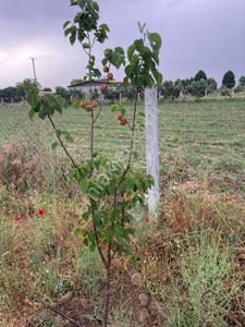 Arsa-Tarla
