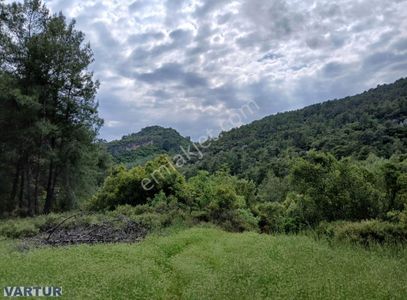 Arsa-Zeytinlik