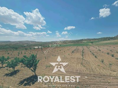 Arsa-Arazi