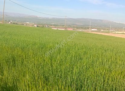 Arsa-Tarla