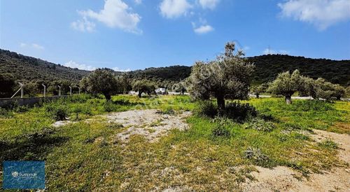 Arsa-Zeytinlik