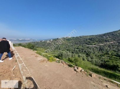 Arsa-Zeytinlik