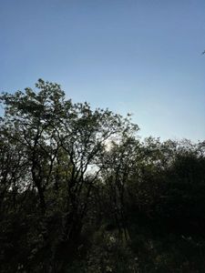Arsa-Tarla