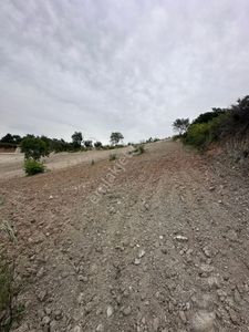 Arsa-Zeytinlik