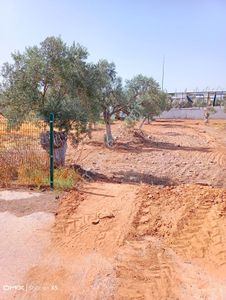 Arsa-Zeytinlik