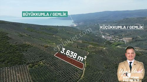 Arsa-Zeytinlik