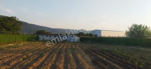 Arsa-Bağ & Bahçe