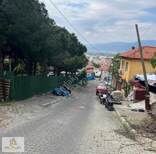 Arsa-Zeytinlik
