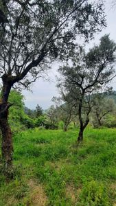 Arsa-Zeytinlik