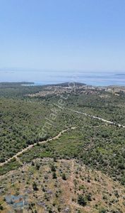 Arsa-Zeytinlik