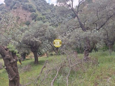 Arsa-Zeytinlik