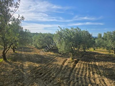 Arsa-Tarla