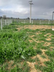 Arsa-Konut İmarlı