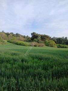 Arsa-Tarla