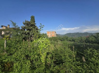 Arsa-Bağ & Bahçe