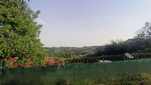 Arsa-Zeytinlik