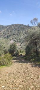 Arsa-Zeytinlik