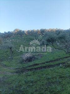Arsa-Zeytinlik