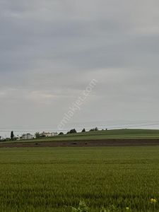 Arsa-Tarla