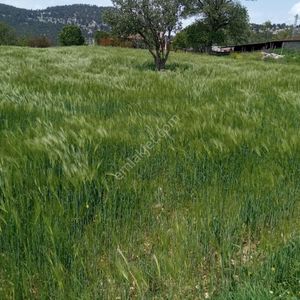 Arsa-Konut İmarlı
