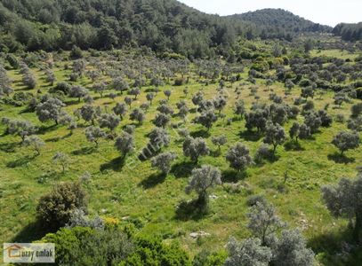 Arsa-Tarla