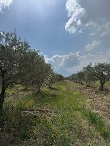 Arsa-Tarla