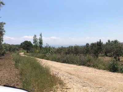 Arsa-Zeytinlik