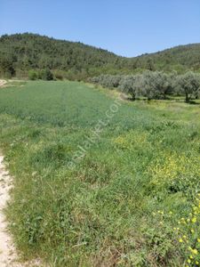 Arsa-Tarla