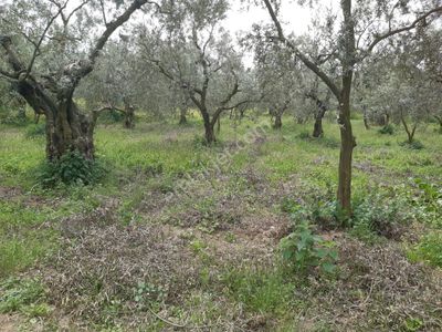 Arsa-Zeytinlik