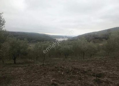 Arsa-Zeytinlik