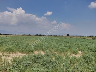 Arsa-Bağ & Bahçe